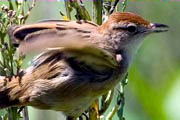 Tawny Grassbird (Megalurus timoriensis)